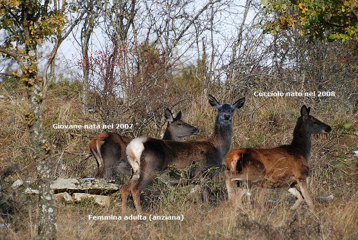 PASSIONE PER IL CERVO