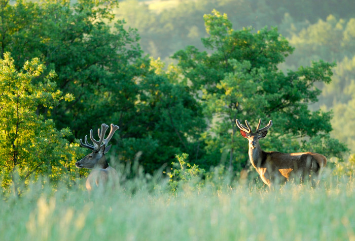 PASSIONE PER IL CERVO
