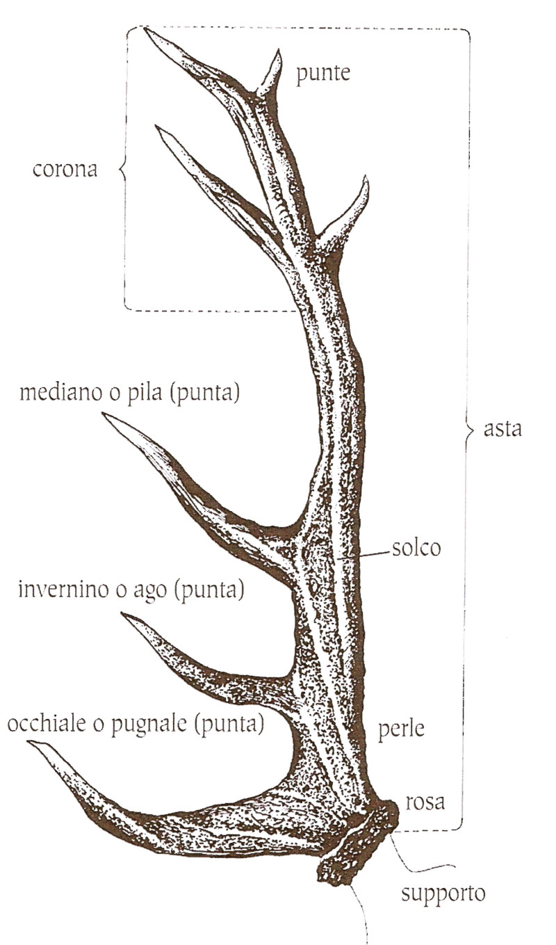 Parere: cervo o capriolo?