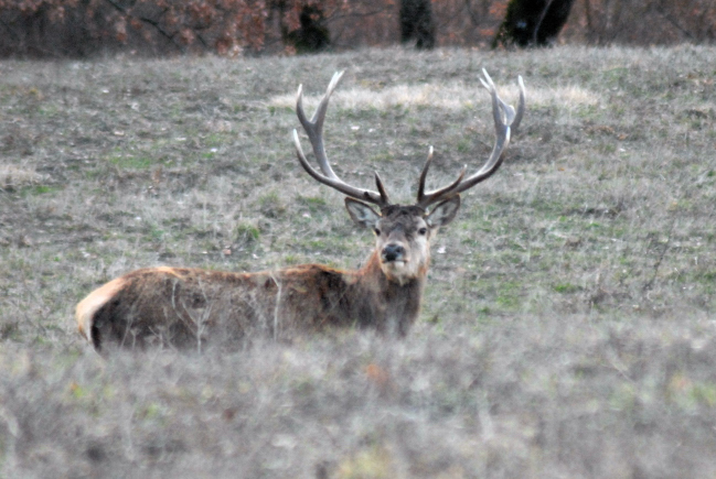 PASSIONE PER IL CERVO