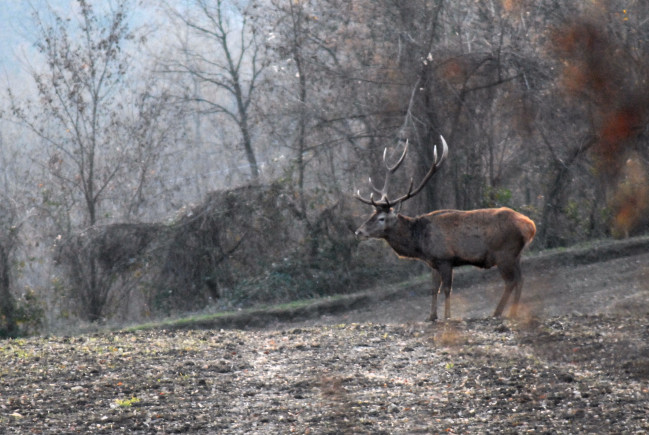PASSIONE PER IL CERVO