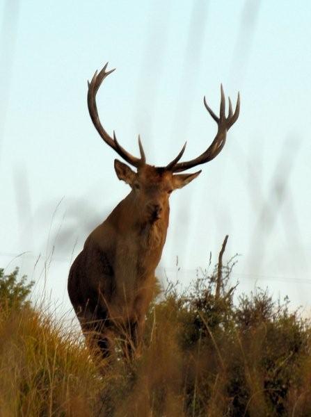 PASSIONE PER IL CERVO