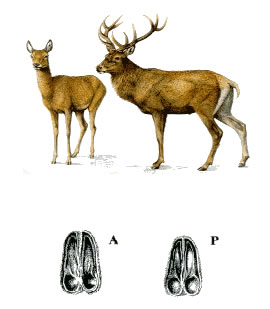 QUIZ:  INDOVINA L''UNGULATO!!! (per i non 