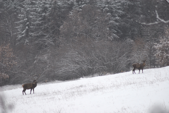 PASSIONE PER IL CERVO