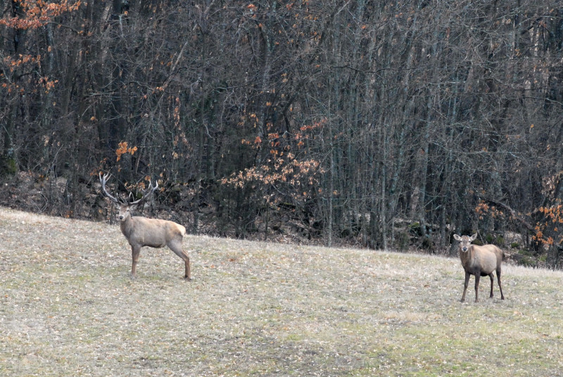 PASSIONE PER IL CERVO
