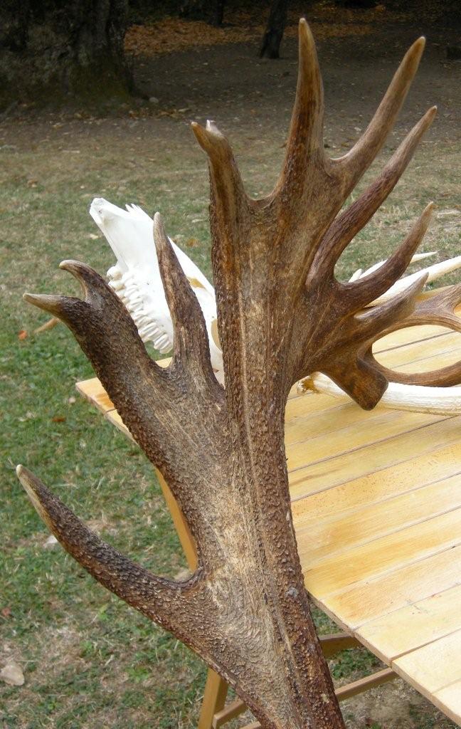 PASSIONE PER IL CERVO