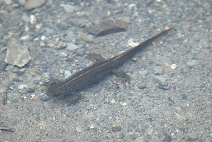 Il mio primo Tritone... - Triturus carnifex