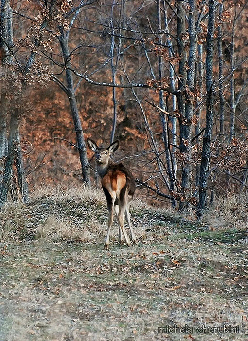 PASSIONE PER IL CERVO