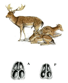 QUIZ:  INDOVINA L''UNGULATO!!! (per i non 