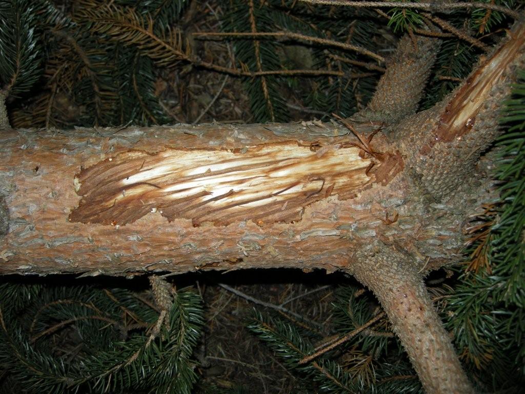 PASSIONE PER IL CERVO