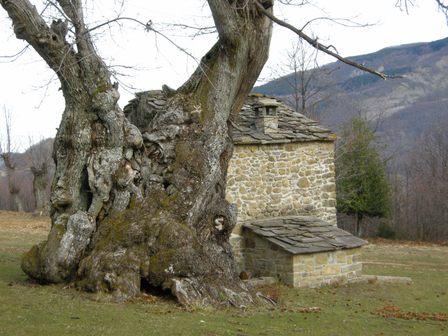 Il castagno del Monte di Badi (Bologna)