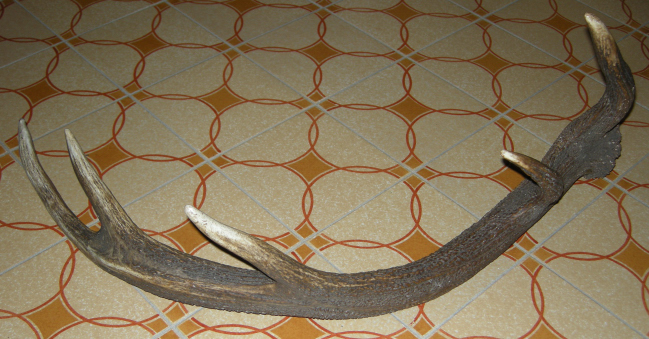 PASSIONE PER IL CERVO