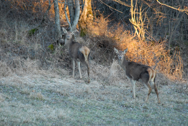 PASSIONE PER IL CERVO