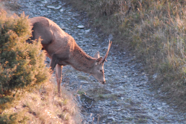 PASSIONE PER IL CERVO