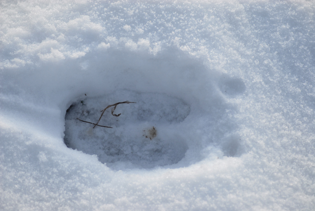 PASSIONE PER IL CERVO
