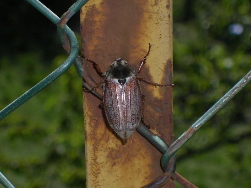 Melolontha cfr. melolontha del Bolognese