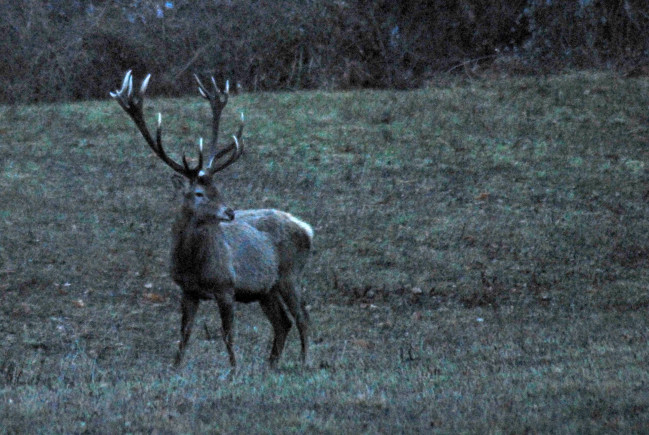 PASSIONE PER IL CERVO