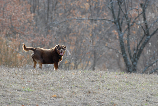 PASSIONE PER IL CERVO