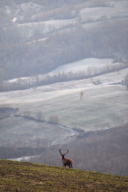 PASSIONE PER IL CERVO