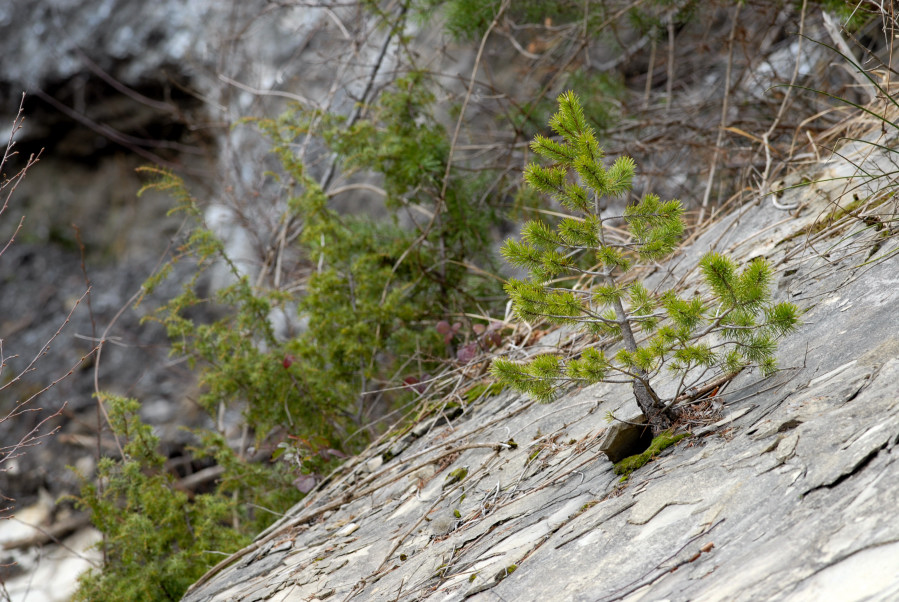 Quando la Natura fa i bonsai.. (Pinus sp.)