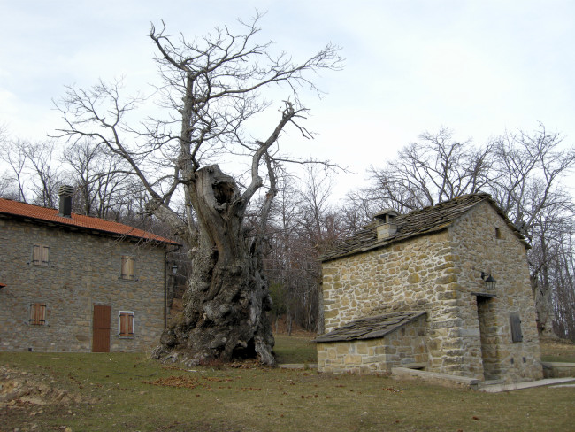 Il castagno del Monte di Badi (Bologna)