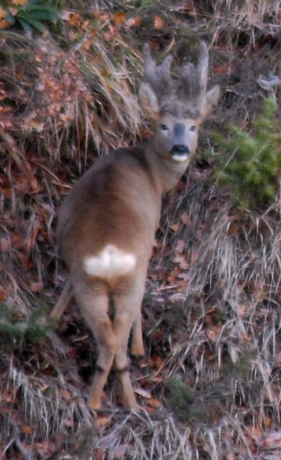 Il Capriolo