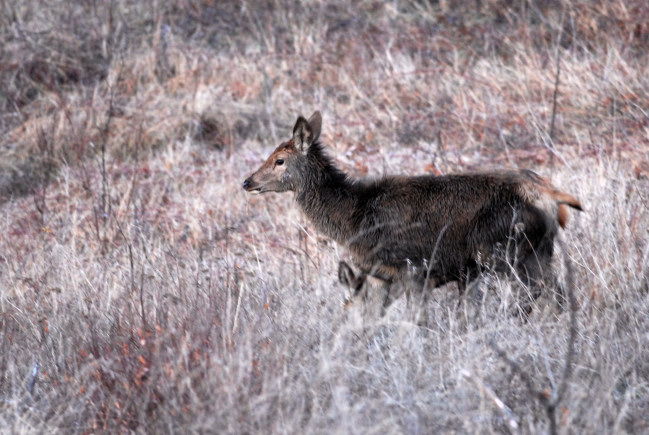 PASSIONE PER IL CERVO