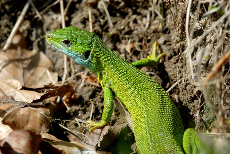 Il colore del ramarro
