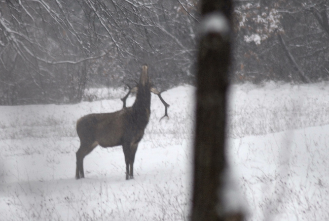 PASSIONE PER IL CERVO
