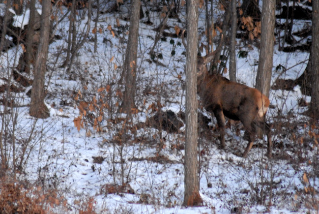 PASSIONE PER IL CERVO