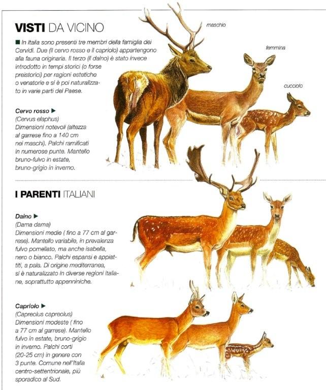 Domanda sui caratteri distintivi dei cervidi