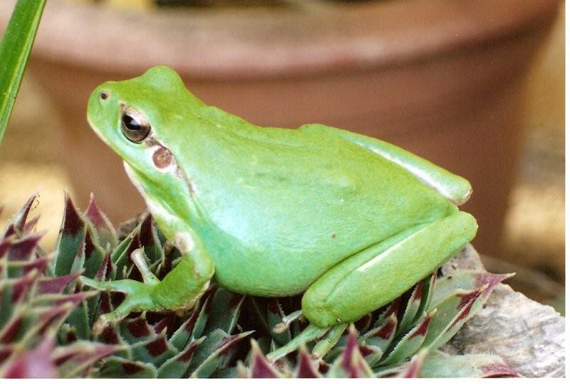 Raganella meridionale - Hyla meridionalis