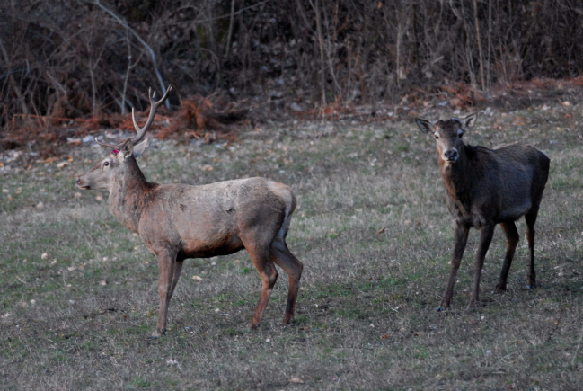 PASSIONE PER IL CERVO