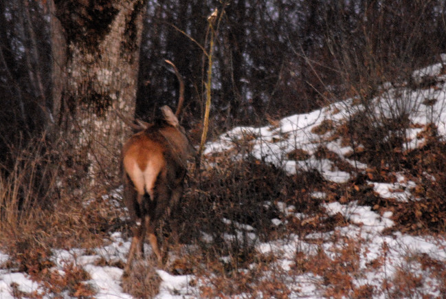 PASSIONE PER IL CERVO