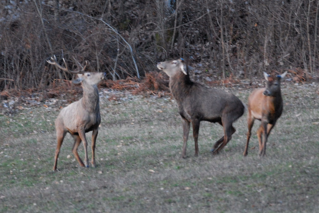 PASSIONE PER IL CERVO