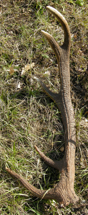 PASSIONE PER IL CERVO