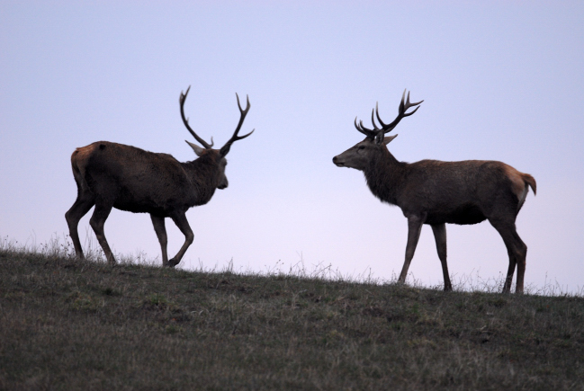 PASSIONE PER IL CERVO