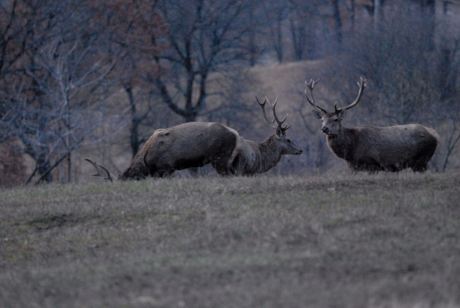 PASSIONE PER IL CERVO