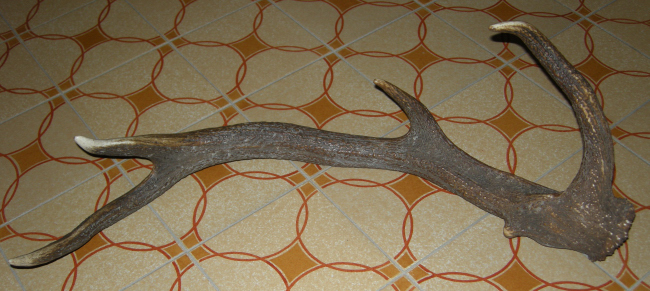 PASSIONE PER IL CERVO