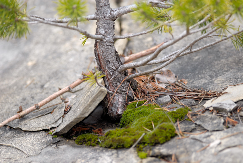 Quando la Natura fa i bonsai.. (Pinus sp.)