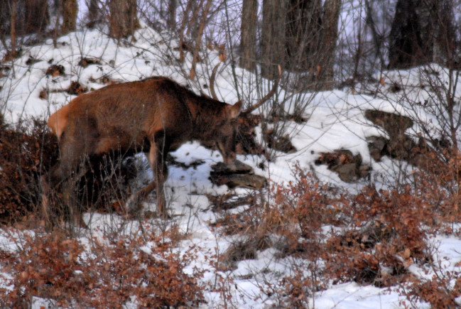 PASSIONE PER IL CERVO