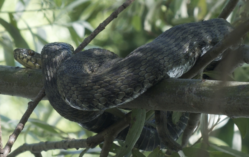 riconoscimento serpente