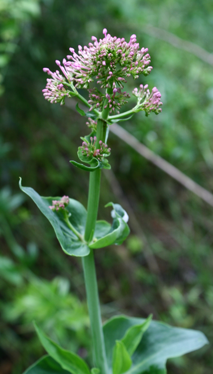 Identificazione bruchi