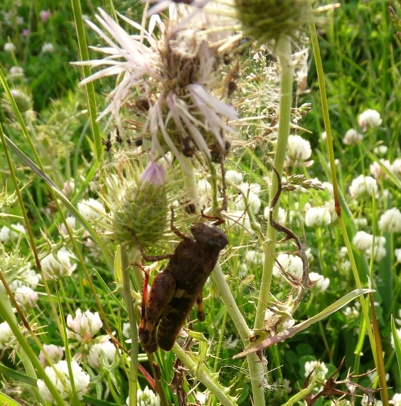 Predazione eccezionale: Enoplognatha sp.