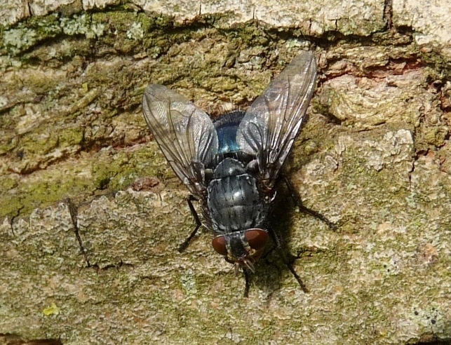 Calliphora vicina M e vomitoria F (Calliphoridae)