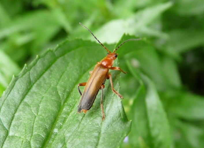 Rhagonycha?  Cantharis livida