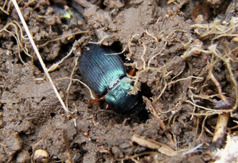 Dinodes decipiens