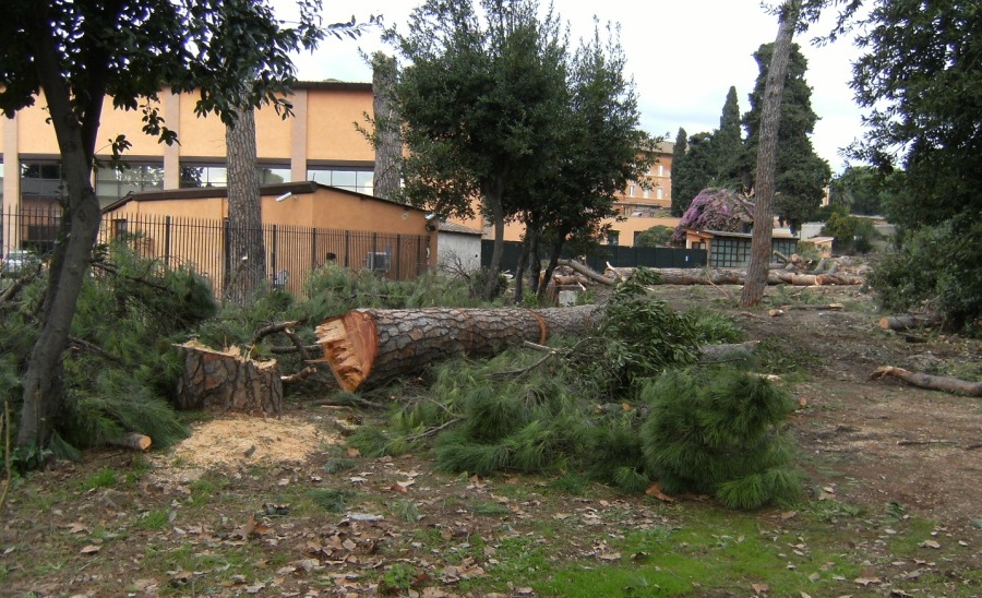 Foro rotondo tra fori ovali: forse Sirex juvencus