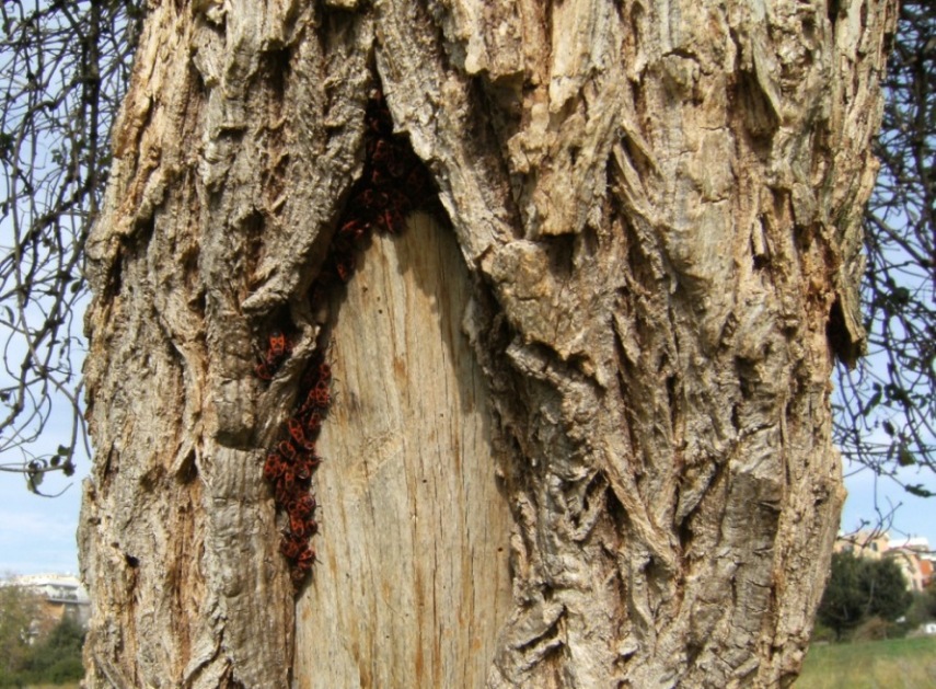 Tesori sotto la corteccia