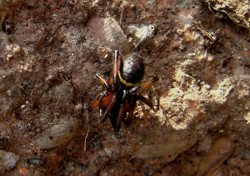 Maschio di Steatoda paykulliana